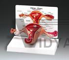 Uterus Ovary Anatomical Model 3480 Female